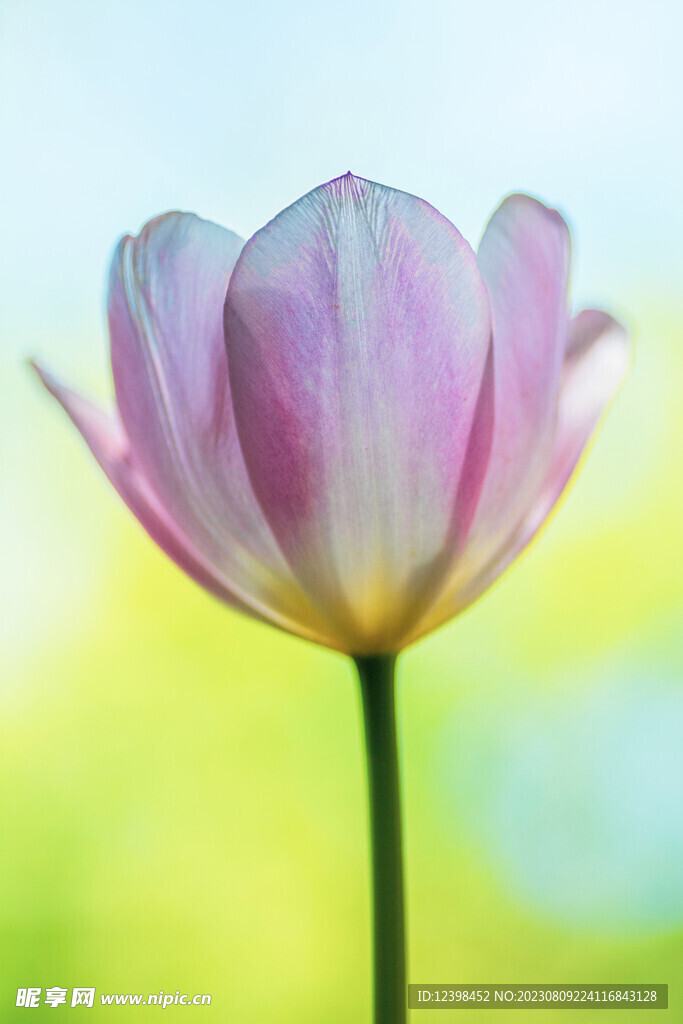 郁金香鲜花