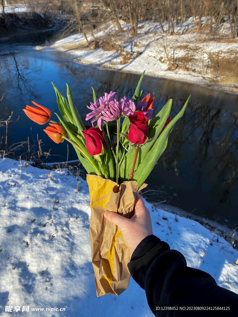 郁金香鲜花