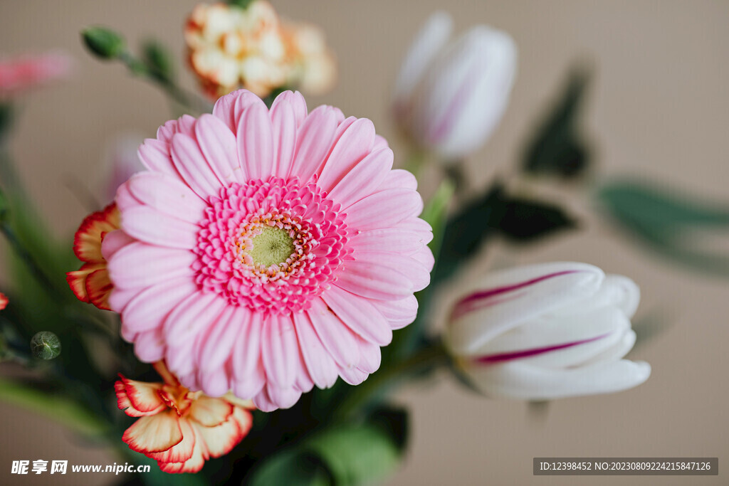 郁金香鲜花