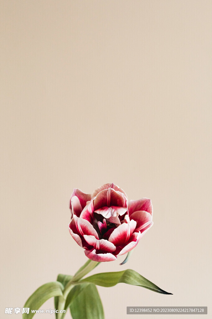 郁金香鲜花