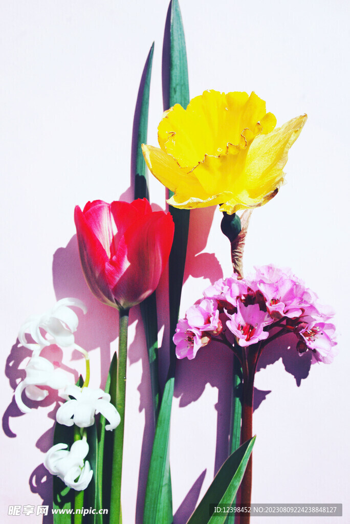 郁金香鲜花