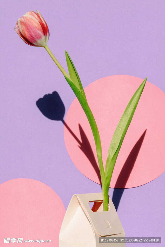 郁金香鲜花