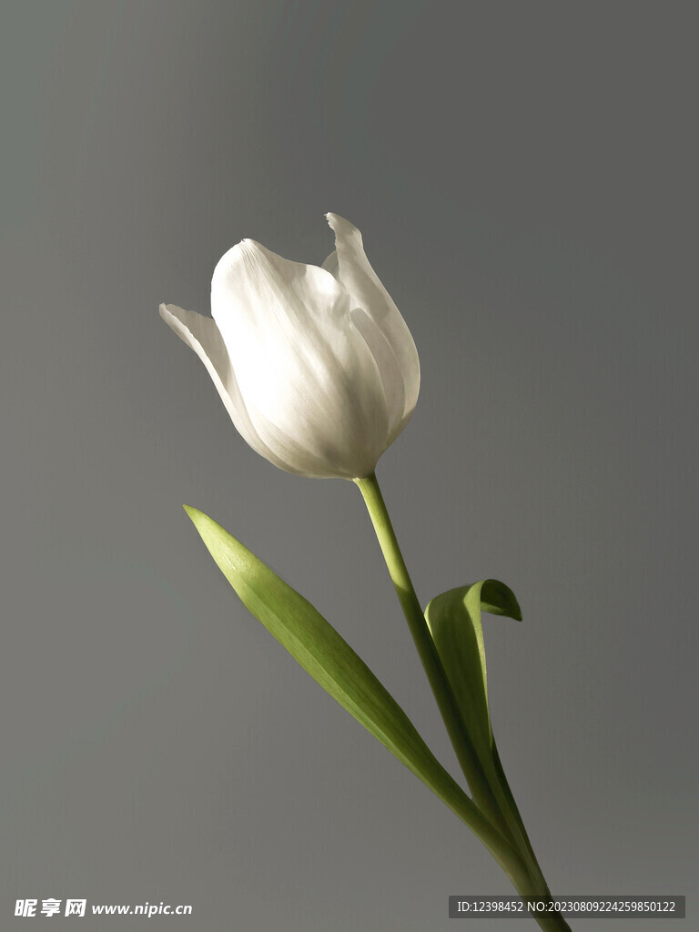 郁金香鲜花