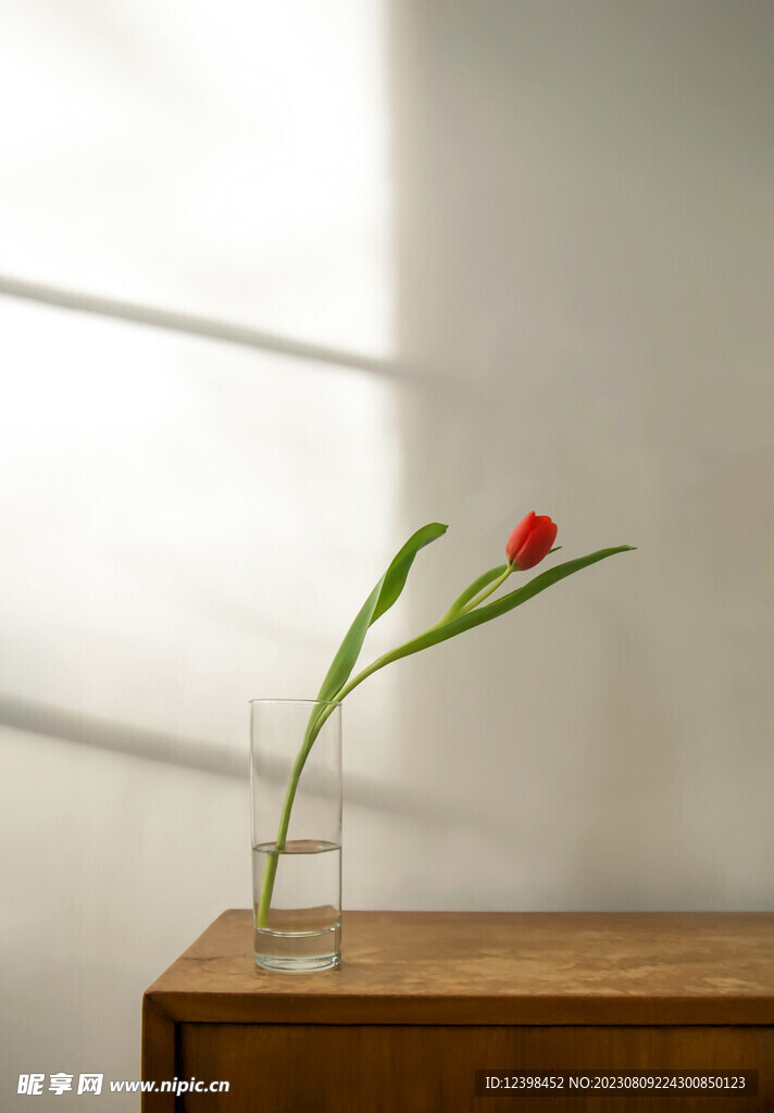郁金香鲜花