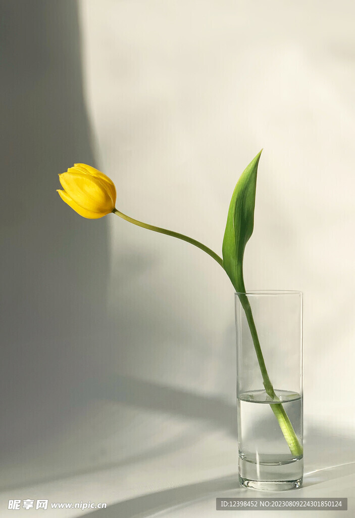 郁金香鲜花