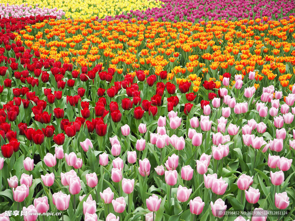 郁金香花海