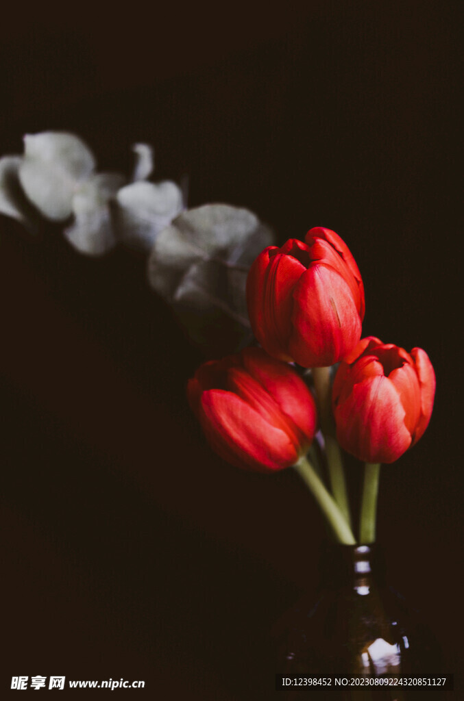 郁金香鲜花
