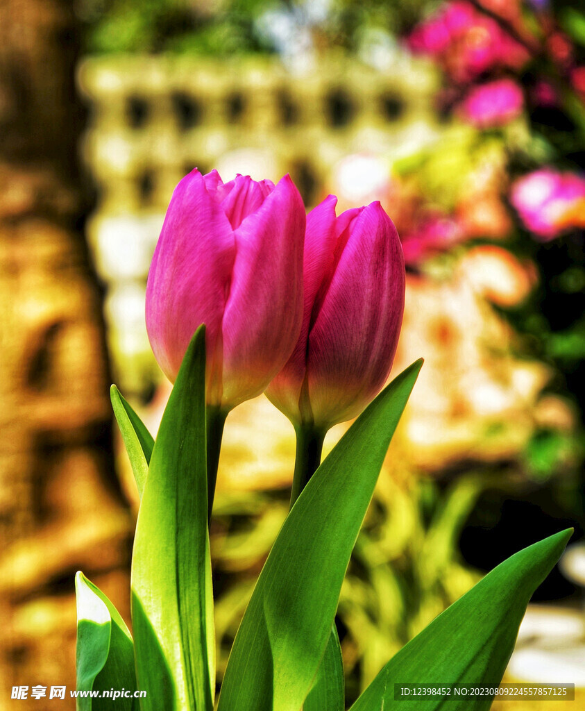 郁金香鲜花