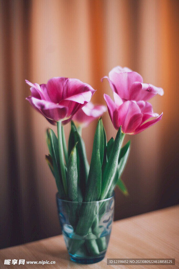 郁金香鲜花