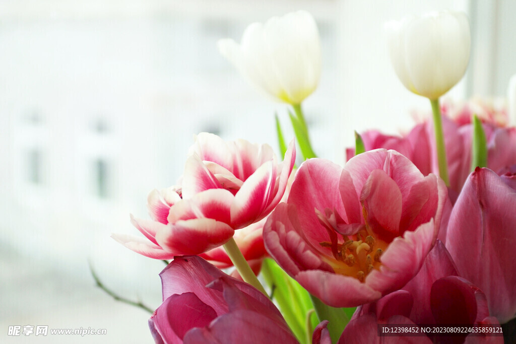 郁金香鲜花