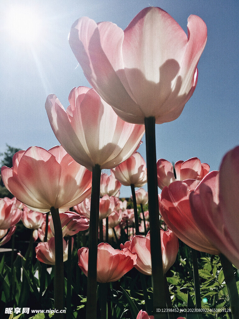 郁金香鲜花