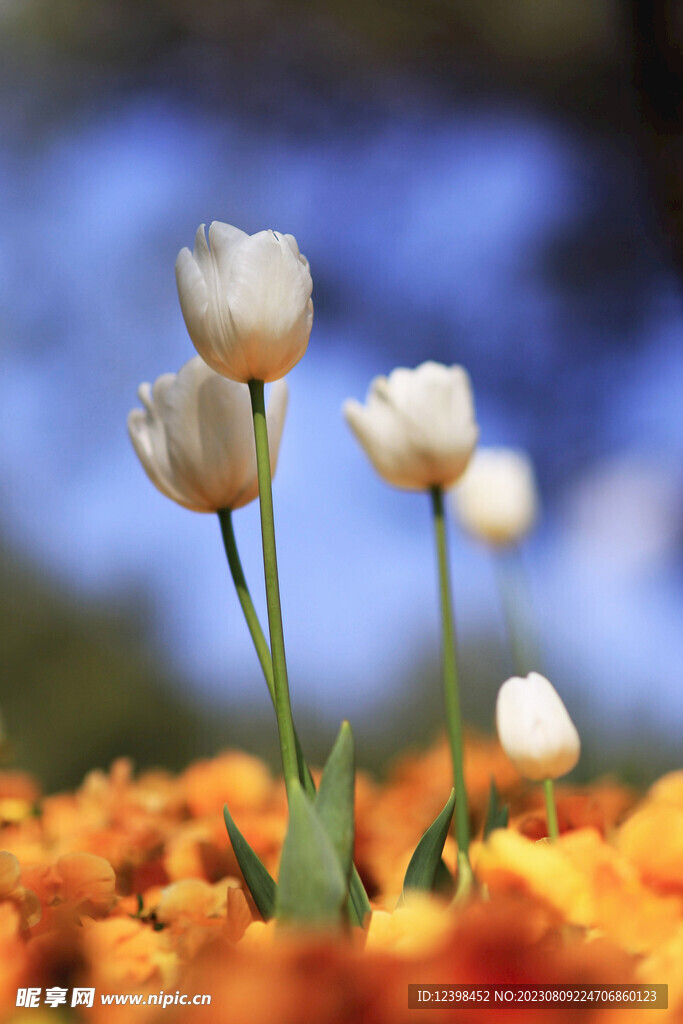 郁金香鲜花