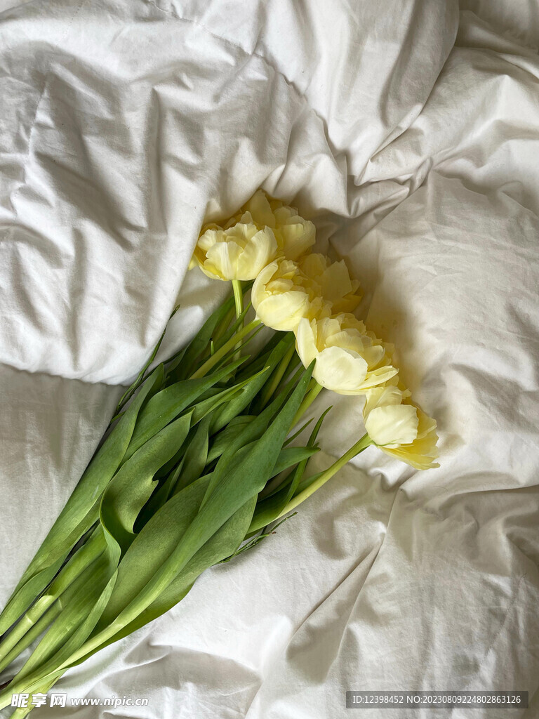 郁金香鲜花