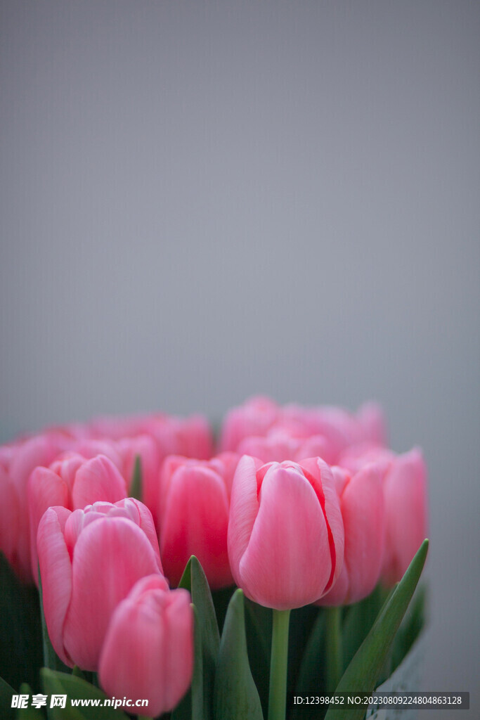 郁金香鲜花