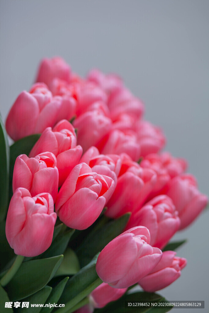 郁金香鲜花