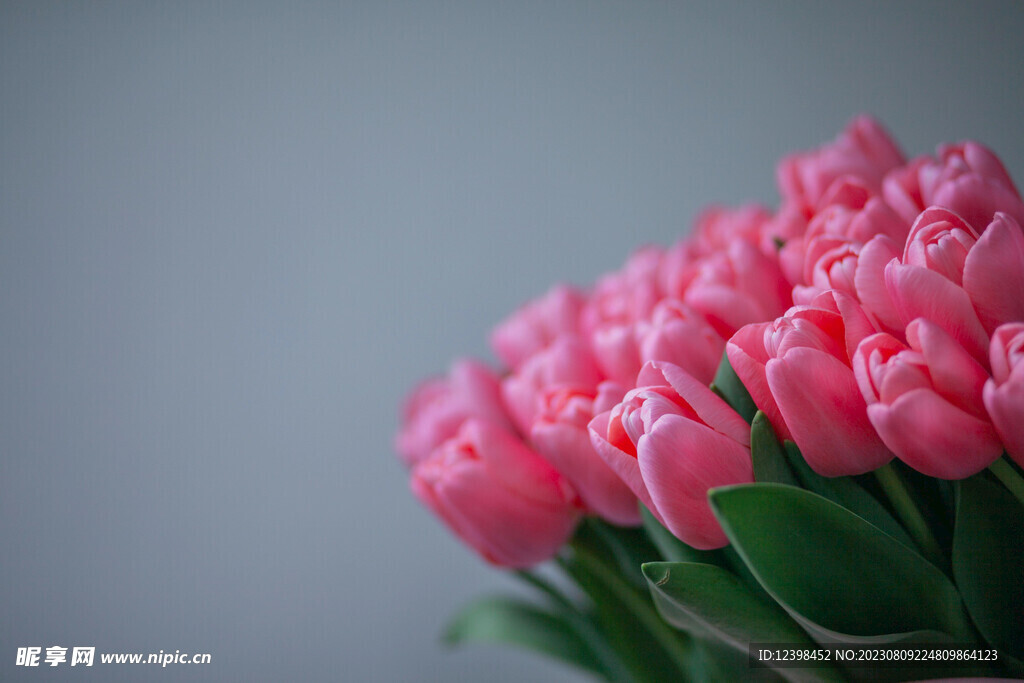 郁金香鲜花