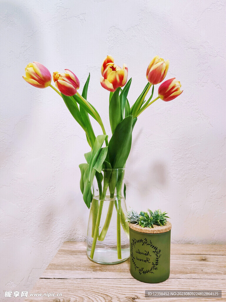 郁金香鲜花