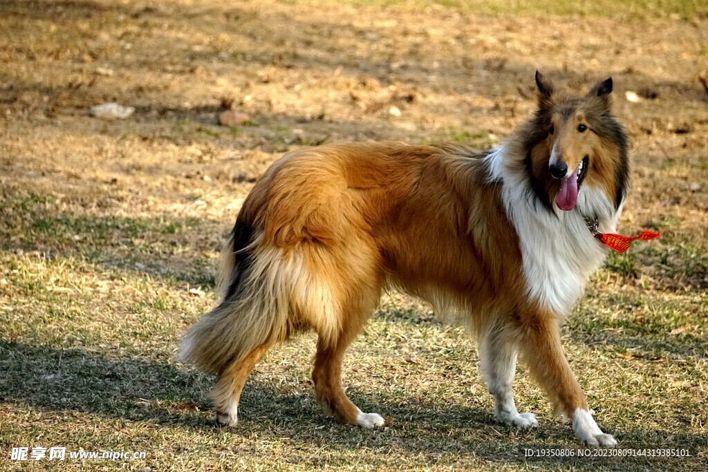 宠物狗苏格兰牧羊犬