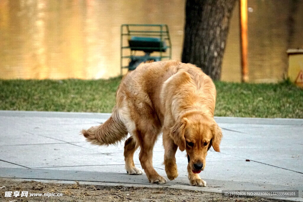 宠物狗金毛犬