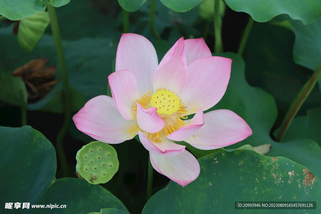 荷花