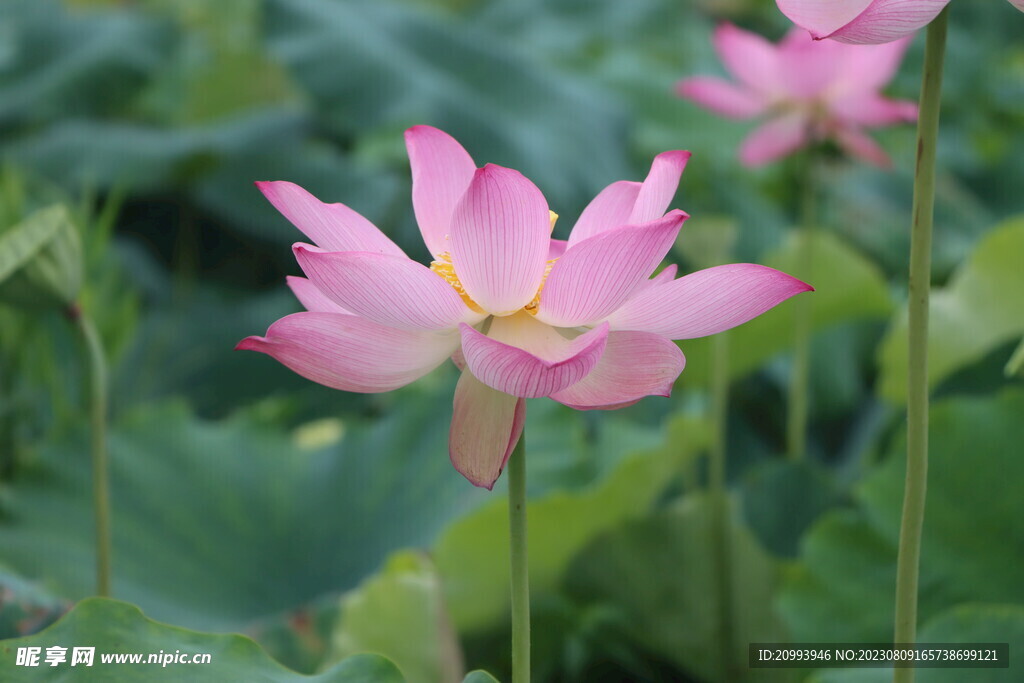 荷花