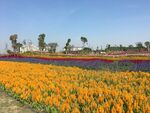 花海 鸡冠花