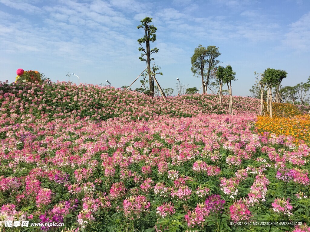 花海醉蝶花