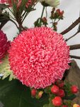 大丽菊花
