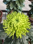 绿色菊花