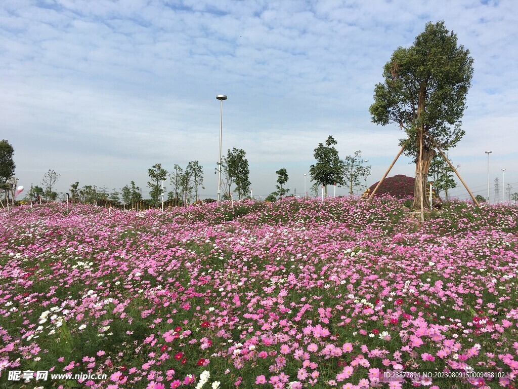 花海