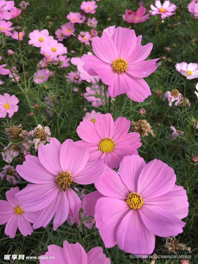 菊花 波斯菊 