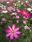 菊花波斯菊