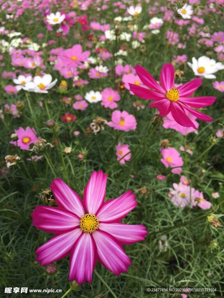 菊花波斯菊