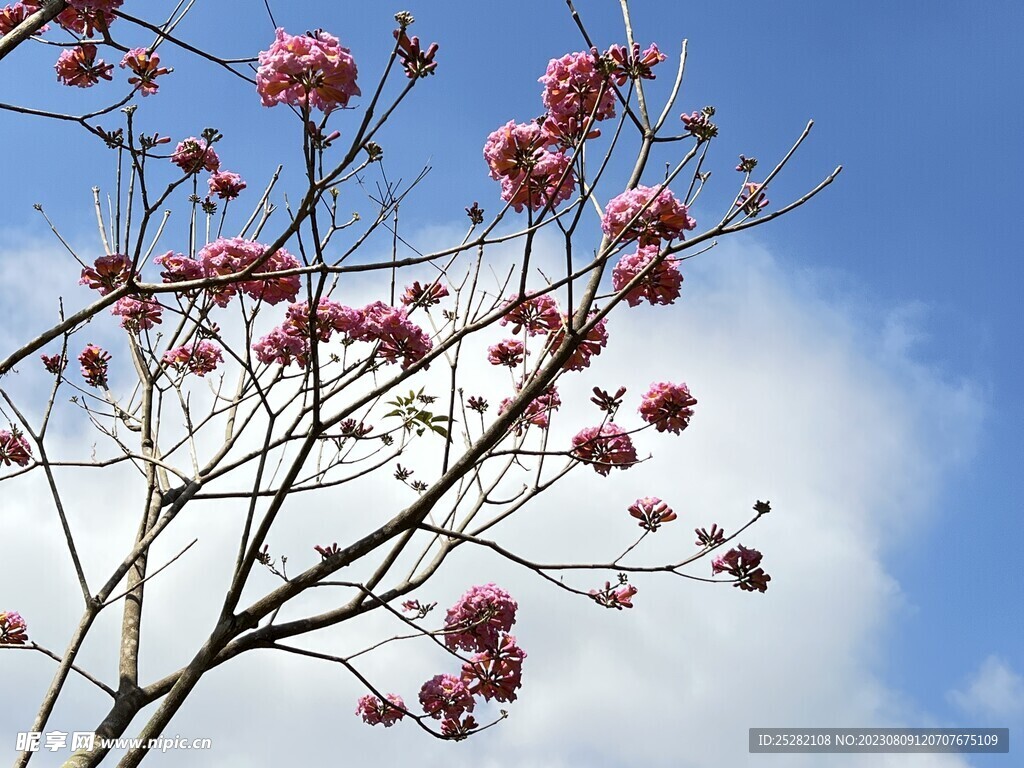 花