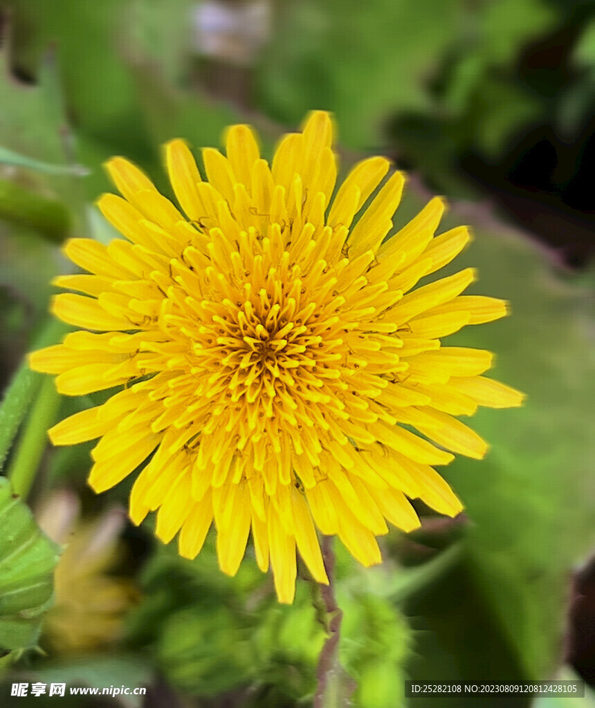 小黄花