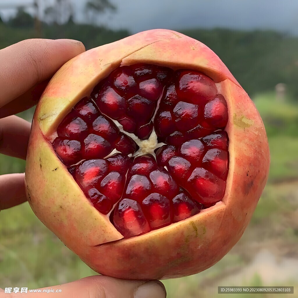 石榴