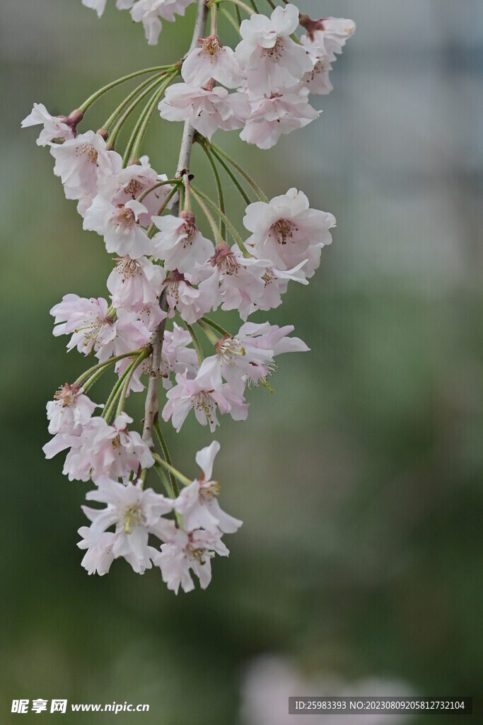 樱花