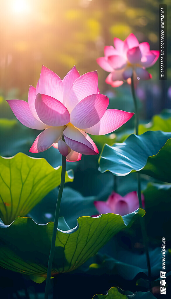 荷花