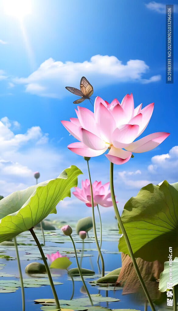 荷花