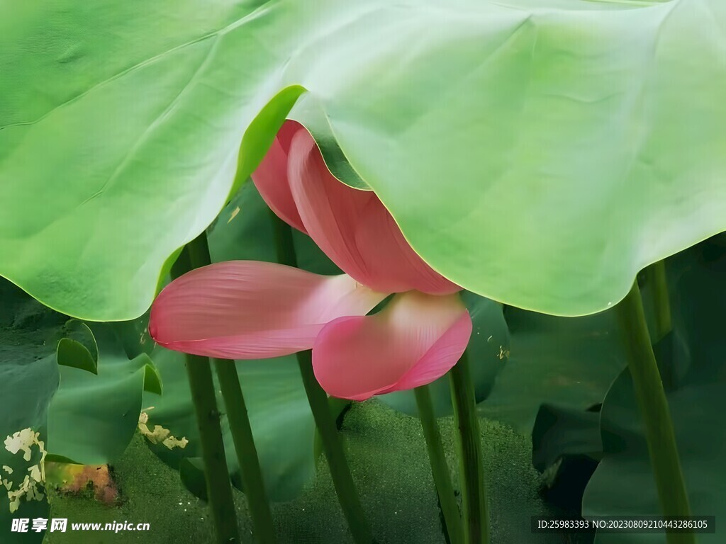 荷花