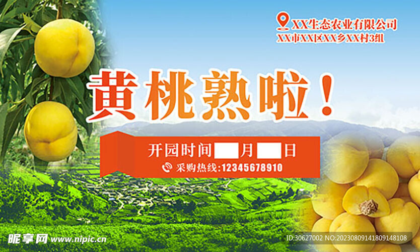 黄桃