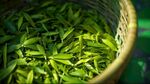 茶叶