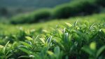 茶叶