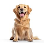 金毛犬 