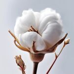 棉花 