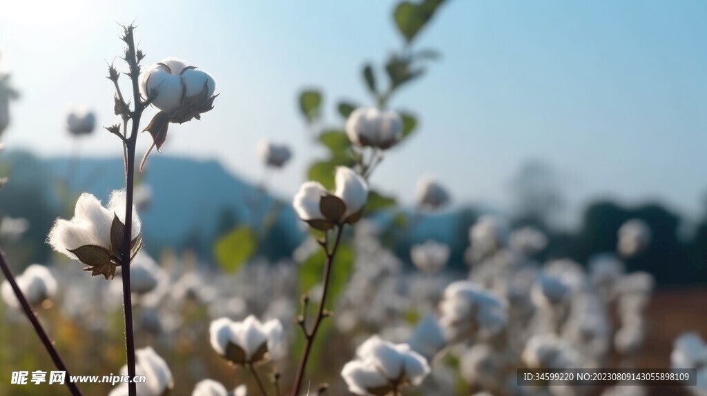 棉花 