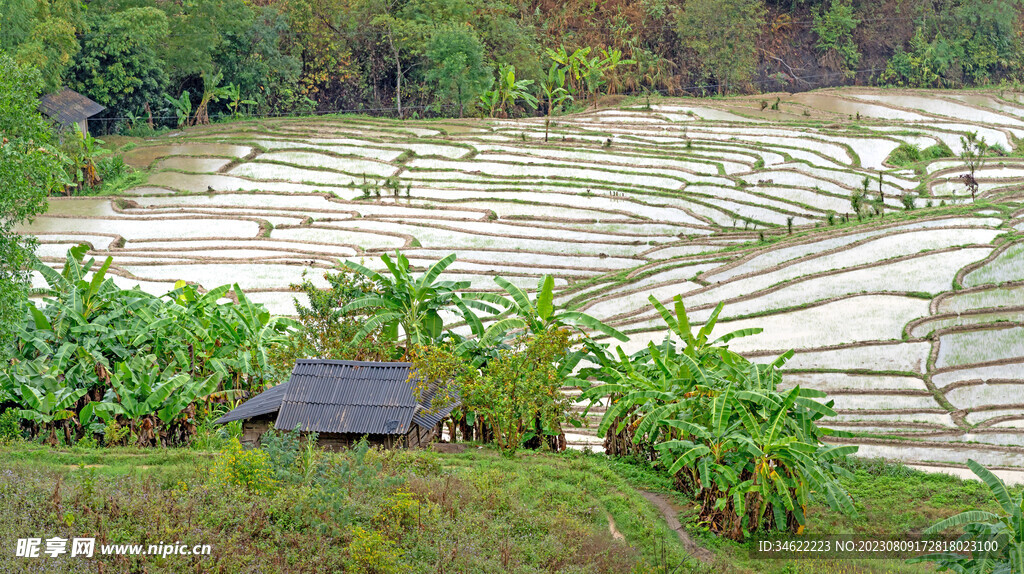 稻田