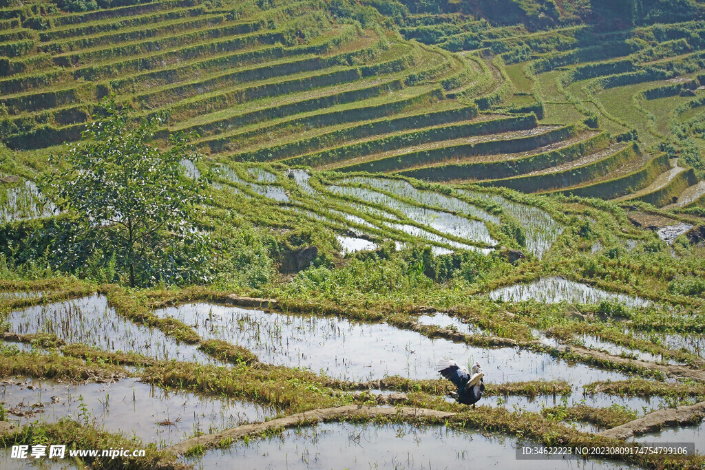 稻田
