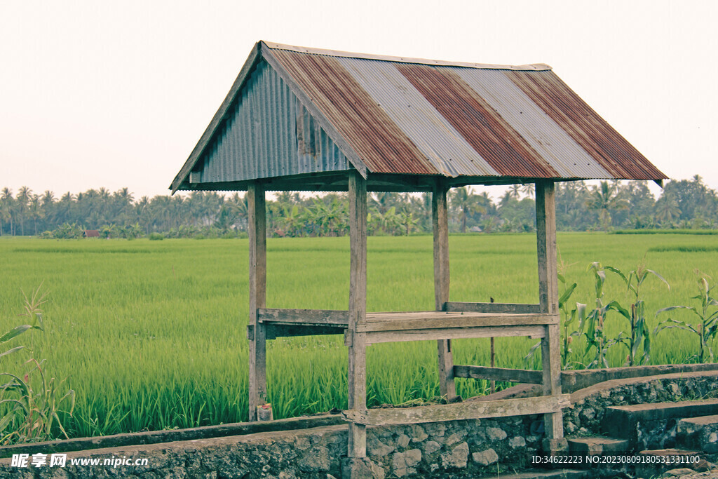 稻田 