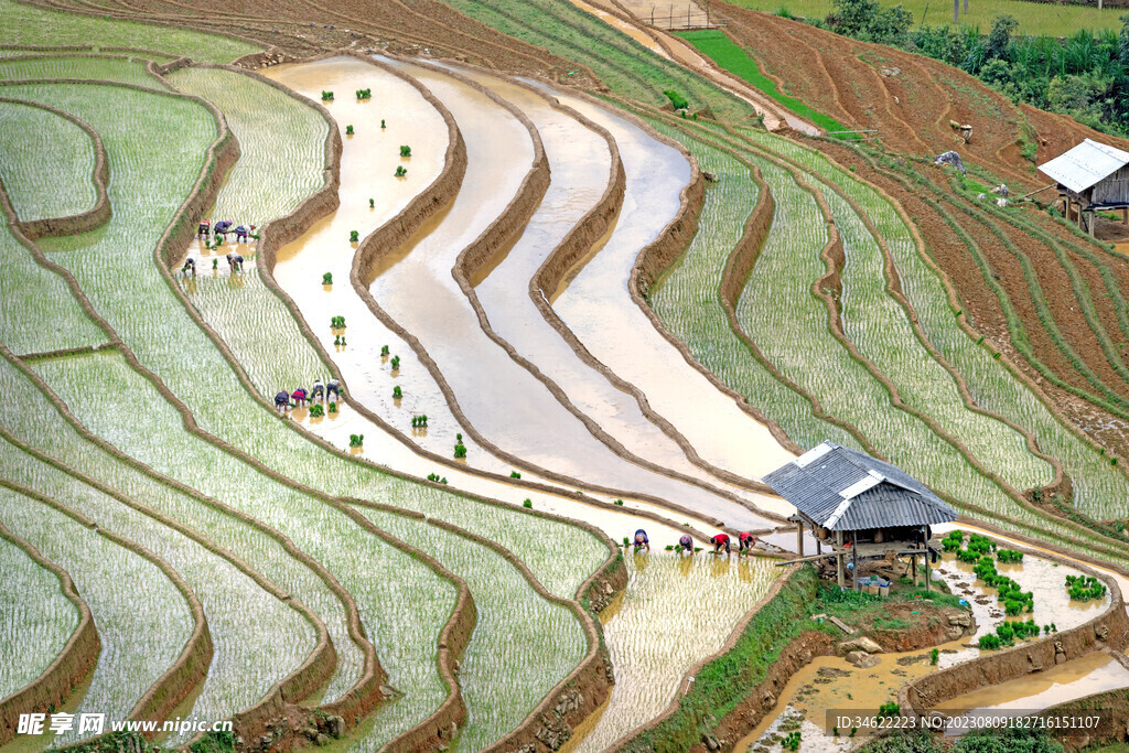 稻田